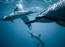 bob平台：让创新不再局限的数字时代入口